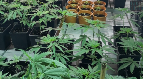 Da quella "light" alla terapeutica: viaggio nel business della cannabis legale 